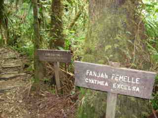 Fanjan femelle