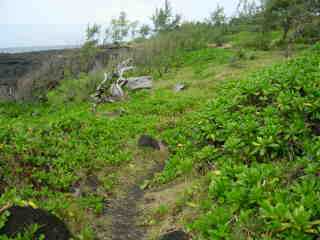 Manioc marron