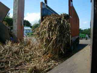 Dchargement d'un cachalot