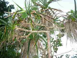 Pandanus