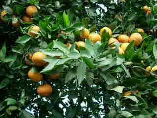Mandarines et tangors