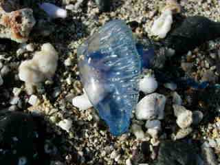 Mduse sur la plage de Grands Bois