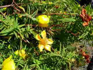 Bois de fleurs jaunes