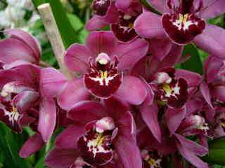 Cymbidium