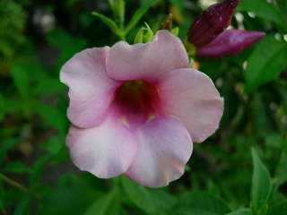 Alamanda (violet)