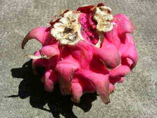 Pitaya