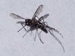 2006 - Moustique aedes - Chikungunya