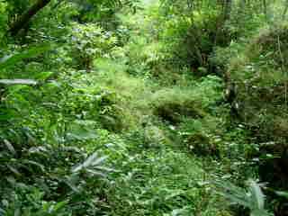 Berges de la rivire Langevin