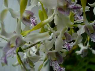 Orchide