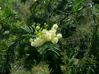 Acacias en fleurs