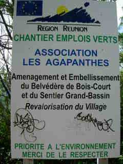 Les Agapanthes