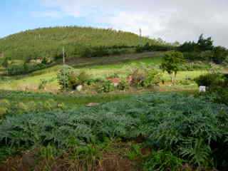 Champs de lgumes