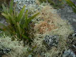 Lichens et Paille-sabre