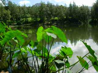 Songes sur la Mare  Poule d'Eau