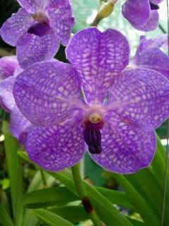 Orchide