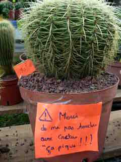 Cactus