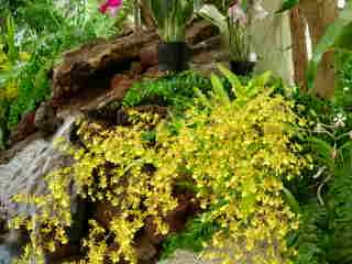 Cascade de fleurs