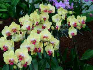 Orchides