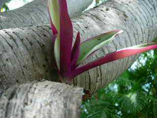 Plantes sur un vacoa