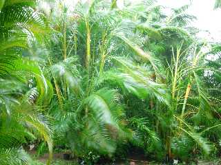 Palmiers multipliants au vent
