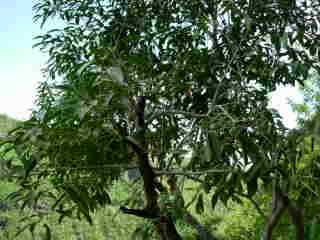 Arbres du Bras de la Plaine