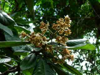 Bibassiers en fleurs