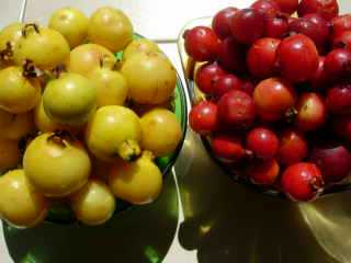 Goyaviers rouges et blancs