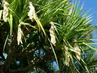 Pandanus mle fleuri