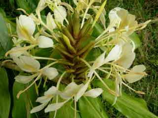 Fleur de longose