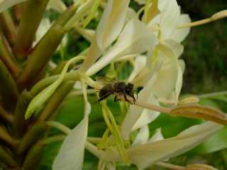 Abeille sur fleur de longose