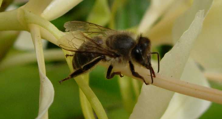 Abeille sur fleur de longose