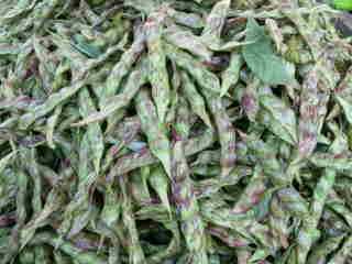 Ambrovades