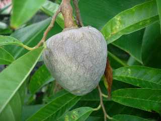 Coeur de boeuf (fruit)