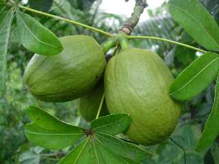 Fruit du pistachier