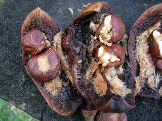 Intérieur du fruit du pistachier