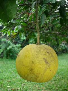 Vritable pamplemousse
