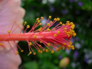 Fleur d'hibiscus