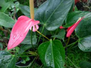 Anthuriums sous la pluie