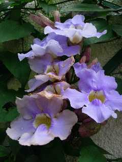 Thunbergia