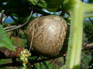 Hoffe, pomme en l'air