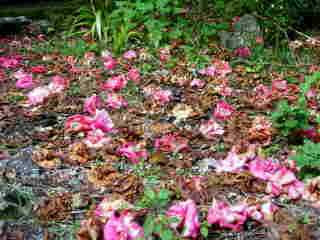 Fleurs de camlias