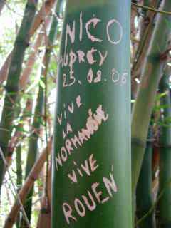Bambou gravé