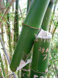 Bambou vandalisé