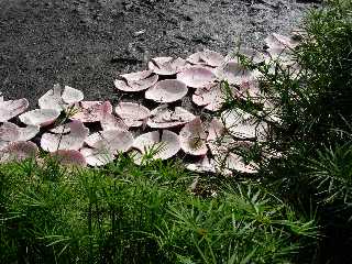 Coupelles de cire sur la Mare  Joncs