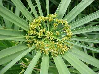 Papyrus en fleurs