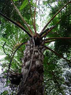 Fougre arborescente