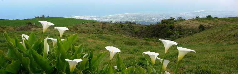 Arums