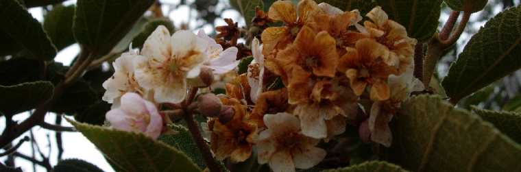 Fleurs de Mahot, forêt de Notre-Dame de la Paix au Tampon