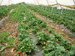 Champ de fraises