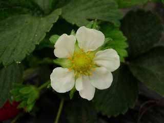 Fleurs de fraisier